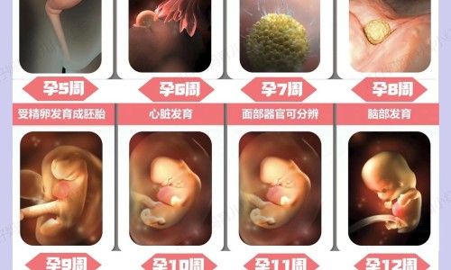 白桑椹能吃吗-白桑椹的功效网 | 白桑椹的功效和作用,白桑葚百度百科