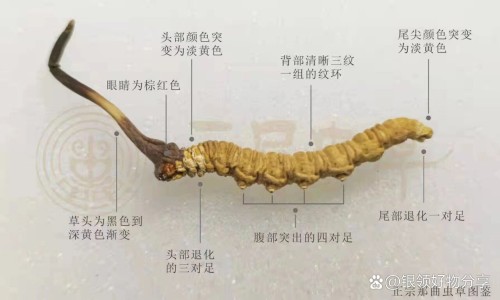 白桑椹的功效网 | 白桑椹的功效和作用,白桑葚百度百科